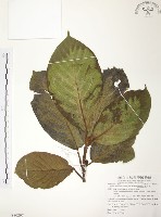 豬母乳、水同木藏品圖，第1張