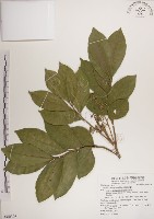 蘭嶼樹蘭藏品圖，第1張