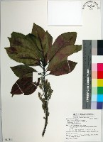 球果杜英、早田氏杜英藏品圖，第1張