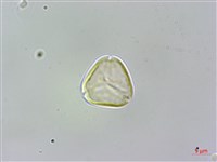 蘭嶼赤楠藏品圖，第2張