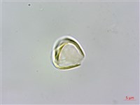 蘭嶼赤楠藏品圖，第3張