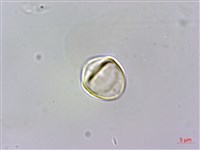 蘭嶼赤楠藏品圖，第4張