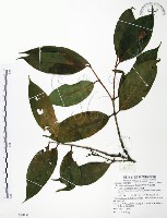 大花赤楠藏品圖，第1張