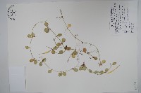 風不動藏品圖，第1張