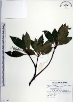 腺葉杜英藏品圖，第1張