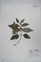 直立半插花藏品圖，第1張