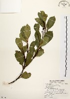 厚葉石斑木藏品圖，第1張