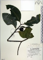 蘭嶼福木、林氏福木藏品圖，第1張