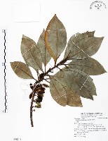 山欖、樹青藏品圖，第1張