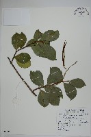 蘭嶼絡石藏品圖，第1張