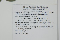 蘭嶼絡石藏品圖，第2張