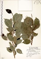 白榕、垂榕藏品圖，第1張