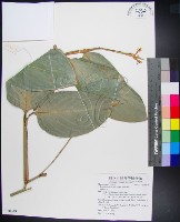 蘭嶼竹芋藏品圖，第1張