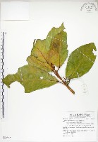 大冇榕、稜果榕藏品圖，第1張