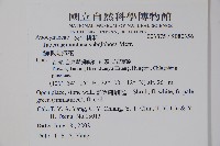 蘭嶼馬蹄花藏品圖，第5張