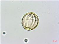 蘭嶼馬蹄花藏品圖，第3張