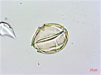 蘭嶼馬蹄花藏品圖，第4張