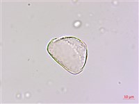 闊葉麥門冬藏品圖，第1張