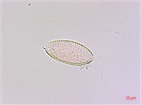闊葉麥門冬藏品圖，第2張