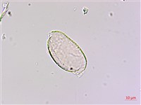 闊葉麥門冬藏品圖，第3張