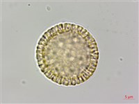 南嶺蕘花藏品圖，第1張