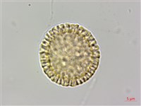 南嶺蕘花藏品圖，第3張