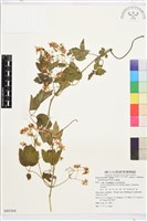 串鼻龍藏品圖，第1張