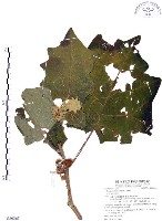 羊不食、毛茄藏品圖，第1張