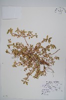 蓮子草藏品圖，第1張