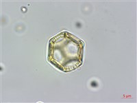 蓮子草藏品圖，第2張