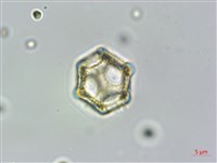 蓮子草藏品圖，第3張