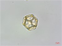 蓮子草藏品圖，第4張