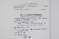 蓮子草藏品圖，第2張