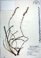 麥門冬藏品圖，第1張