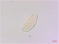 麥門冬藏品圖，第2張