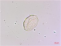 麥門冬藏品圖，第3張