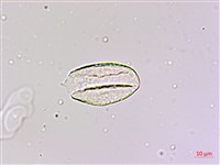麥門冬藏品圖，第4張