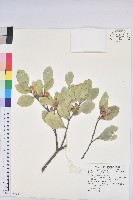 白樹仔藏品圖，第1張