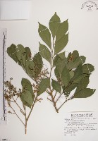 蘭嶼樹蘭藏品圖，第1張