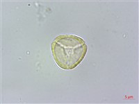 密脈赤楠藏品圖，第1張