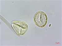 密脈赤楠藏品圖，第3張