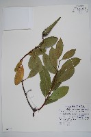 小錦蘭藏品圖，第1張