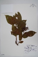 厚殼樹藏品圖，第1張