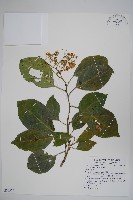 蘭嶼厚殼樹藏品圖，第1張