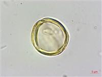 蘭嶼厚殼樹藏品圖，第3張