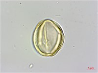 蘭嶼厚殼樹藏品圖，第4張