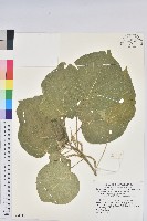 花蓮鐵莧、臺東鐵莧藏品圖，第1張