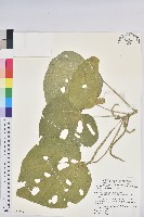 花蓮鐵莧、臺東鐵莧藏品圖，第1張