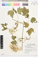 串鼻龍藏品圖，第1張