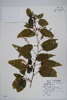 多子漿果莧藏品圖，第1張